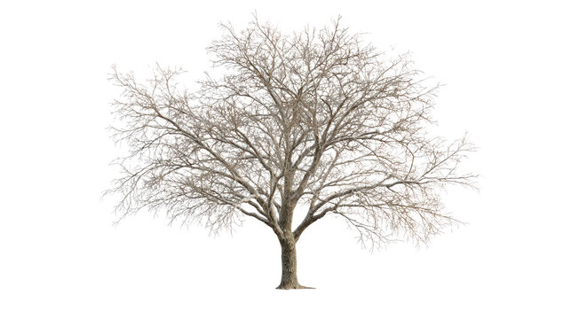 Broad leafless deciduous tree isolated on white