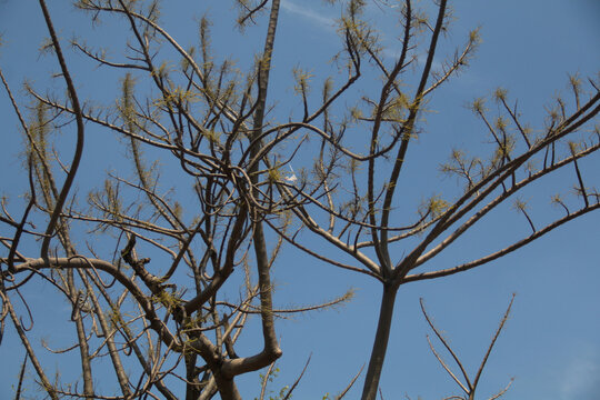 Bare silk cotton tree branches with tiny green buds against a clear blue sky