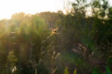 Obraz premium Spider backlit on web in glowing golden sunlight