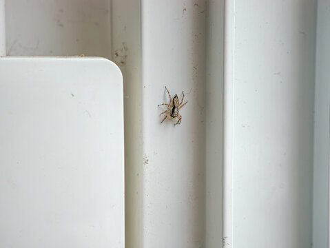 Jumping Spider on White Door Frame, Macro Insect Close-Up Wildlife Photography