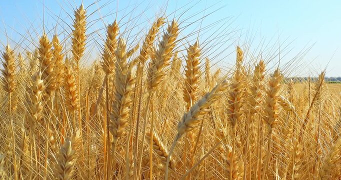 Close-up of golden wheat ears ripe for harvest in agricultural field