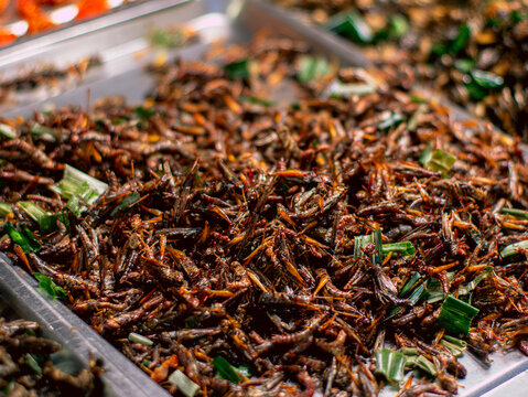 Crispy Fried Grasshoppers Insect Snack Close Up Thai Street Food