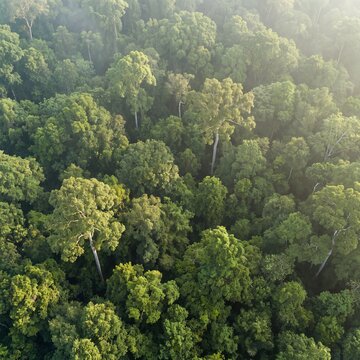Dense tropical forest canopy of layered treetops seen from directly above