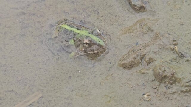 A detailed macro shot captures a small, camouflaged frog with a distinct neon green stripe down its back as it sits perfectly still amidst thick, wet mud and organic debris in a tropical wetland.