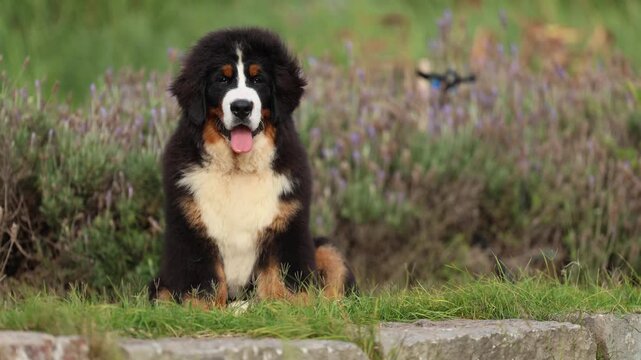 Bernese Mountain Dog Sitting on Grass Looking Around