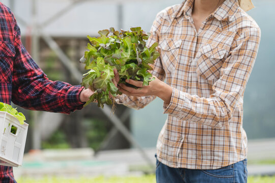 Farmer entrepreneur checking quality of hydroponic vegetables product before harvest and sell to customer in greenhouse plant.