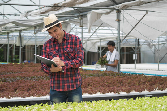 farmer picking lettuce in hydroponic greenhouse.