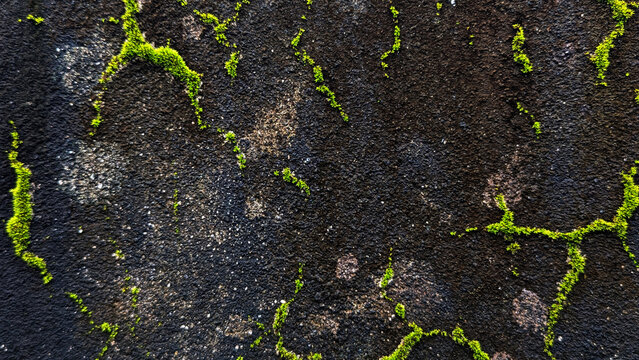Close-up of dark rough wall with vibrant green moss growing in cracks.