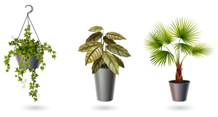 Indoor plants in white pots on transparent background © Mahmuda