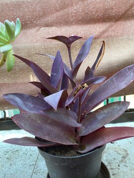 Pianta di tradescantia pallida (purple heart) in vaso
