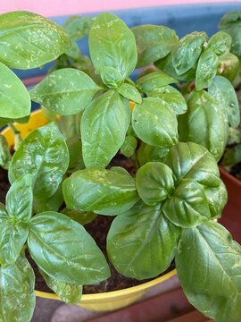 Piianta di basilico (ocimum basilicum) in vaso giallo