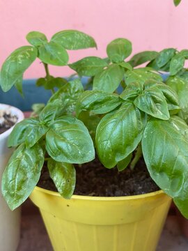 Pianta di basilico (ocimum basilicum) in vaso giallo