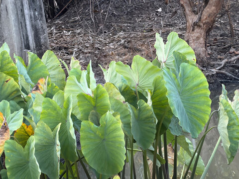 green leaves of the taro