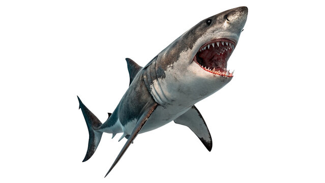 Great white shark swimming with open mouth showing sharp dangerous teeth fiercely isolated on transparent background
