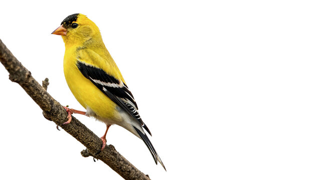 Small bright yellow finch bird perched on a rustic wooden branch outdoors isolated on transparent background
