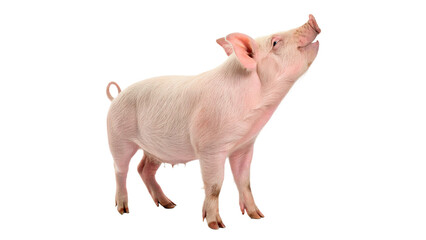 Cute little pink piglet standing on floor looking up curious and cheerful isolated on transparent background © Hanna