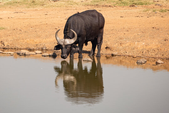 African buffalo drinking from a waterhole in Kruger National Park, South Africa.