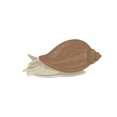 Realistic sea snail crawling brown seashell marine life vector illustration isolated on transparent background © GracellyGitaraya