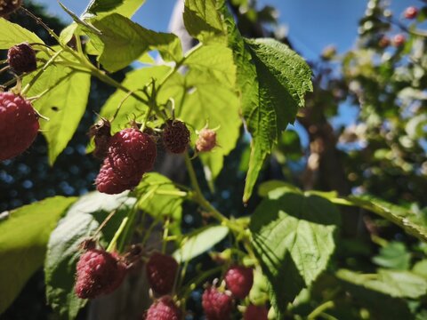 Fresh red raspberries ripening on bush branch in organic garden sunny day