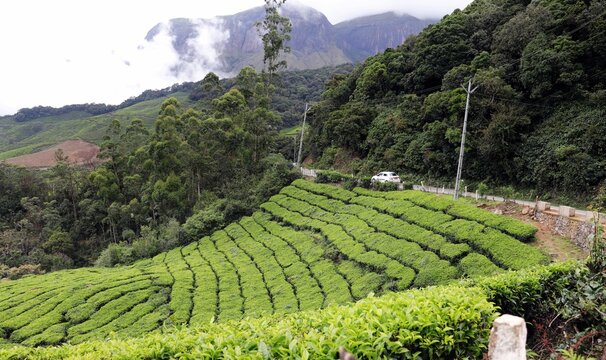 Plantation of green tea in the mountain valleys.
