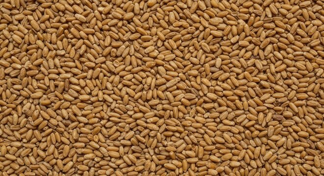 Natural background formed by hundreds of dry raw cereal grains scattered evenly across a flat surface, representing abundance and harvest, staple, scattered, farming