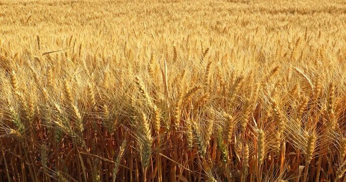 Close-up of golden wheat ears ripe for harvest in agricultural field