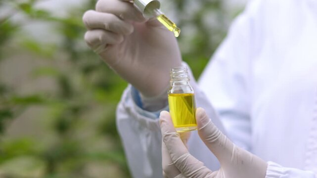 Close-up of hands using a dropper to apply cannabis oil to a cannabis plant inside a greenhouse. Medical cannabis research, hemp cultivation, laboratory testing, organic farming, plant inspection.