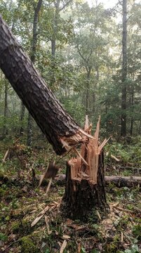 Visual narrative of a fractured pine tree standing amidst a dense misty woodland