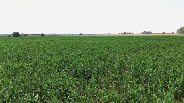 Expansive green cornfield stretches to the horizon under clear skies, captured in a wide, static shot with natural daylight highlighting vibrant midsummer growth. No people visible.