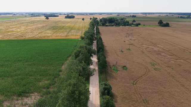 Drone video captures an aerial perspective of a straight country road bordered by trees, splitting lush green and golden-brown farmland under soft natural daylight with expansive rural scenery.