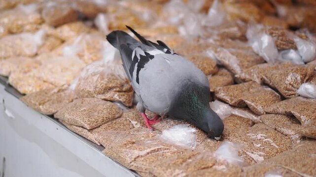 Pigeon eating seeds at busy market in the city