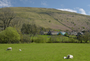 Lambs in a field in Wharfedale near Buckden in the Yorkshire Dales National Park © davidyoung11111