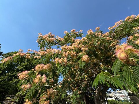 Flowering canopy of a Persian silk tree (Albizia julibrissin), showcasing feathery pink and white stamens blooming among delicate, close-up, fern-like bipinnate leaves set against a clear blue sky.