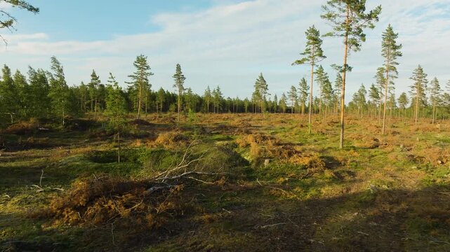 Drone view of a clearcut forest area and logging field in rural Finland