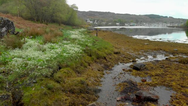 Wild garlic blooms beside Loch Fyne shore with Tarbert village marina beyond.