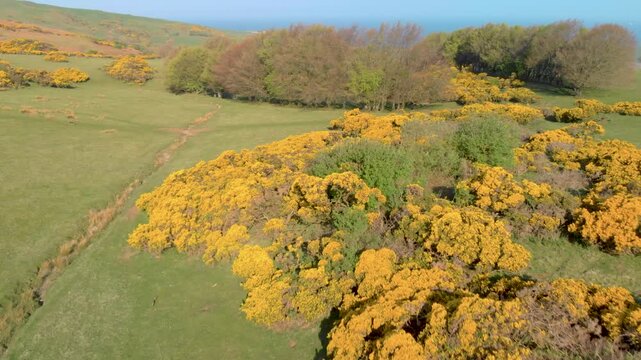 Dense golden gorse in full bloom sweeps across an Ayrshire coastal hillside.