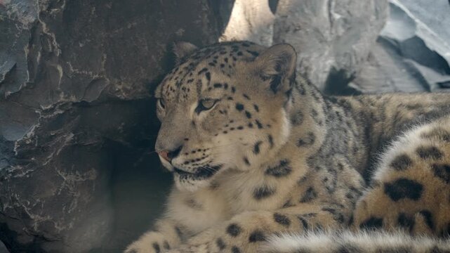 Close-up of snow leopard's face, revealing pale grey fur, dark rosettes, and intense wild feline gaze