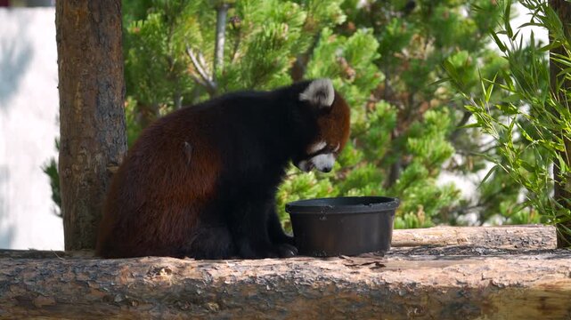 Red panda in zoo, munching quietly, highlighting soft fur texture and gentle forest wildlife charm