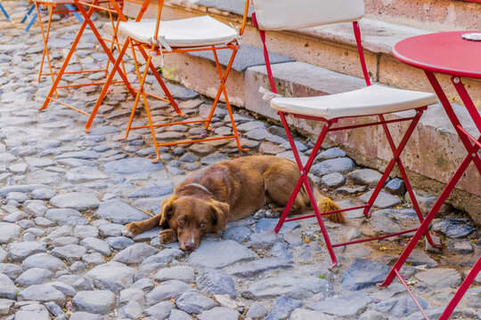 a relaxed dog lying down on a cobblestone patio with folding chairs and metal fabric in the background, brown and red tones, outdoor lifestyle scene, pet photography.