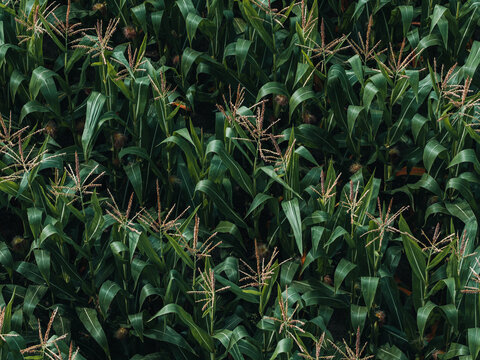 Aerial view of a lush green corn field with tall stalks and developing tassels in an agricultural landscape in Poland.