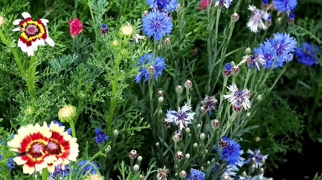 Mixed flowers including bright blue cornflowers and bold annual chrysanthemums grow together closely packed