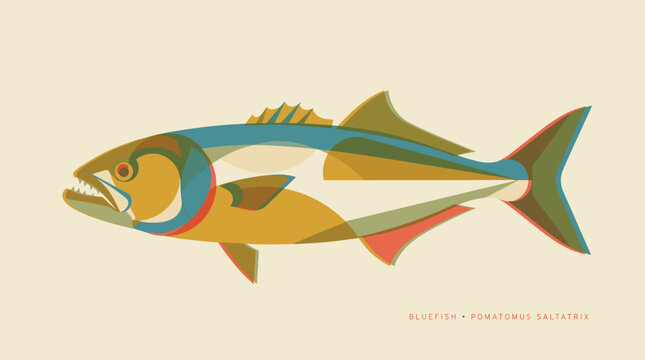 Bluefish Pomatomus saltatrix vector illustration with retro flat design style