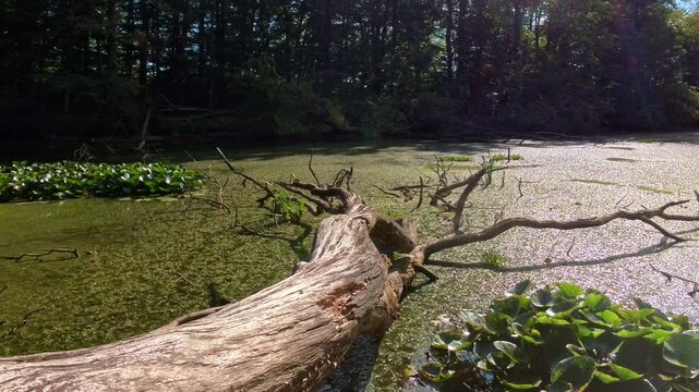 muddy swamp water, submerged fallen tree trunk, green algae floating vegetation, pnd, lake, wetland ecosystem, natural habitat, murky pond surface