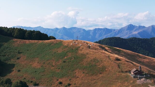 Herd of white cows grazing on a green and yellow pasture. Scenic mountain landscape with a cross on the hilltop and a small church