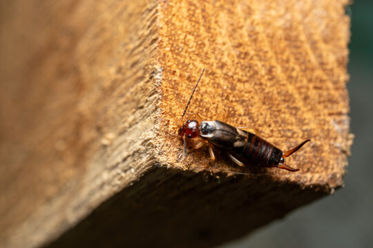 Macro of Common Earwig on Wooden Surface