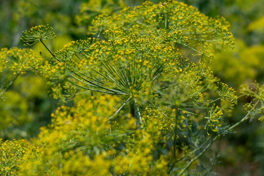 Flowering Dill Plant with Yellow Umbels in Summer