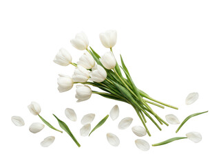 Fototapeta premium Bouquet of white tulips isolated on white. Fresh spring flowers with scattered petals.