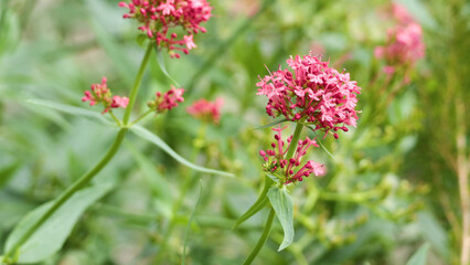Obraz premium Close-up of Vibrant Red Valerian Flowers Blooming in a Garden