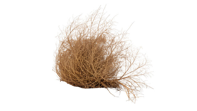 Dry brown tumbleweed ball desert bush plant symbol of western wilderness barren landscape isolated on transparent background cut out