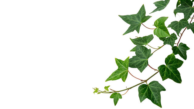 Fresh green ivy leaves plant branch climbing vine foliage organic flora garden decoration isolated on transparent background cut out